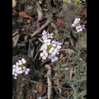 Cardaminopsis arenosa subsp Borbasii (fam Brassicacees) (Europe centrale) (3)